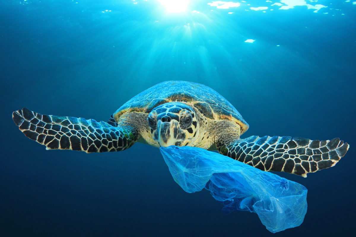 Entra en vigor la obligatoriedad de cobrar las bolsas de plástico